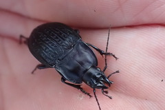 Dicaelus sculptilis