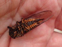 Cicadetta montana