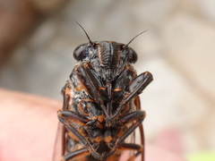 Cicadetta montana