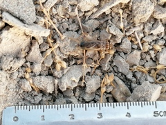 Eumodicogryllus bordigalensis