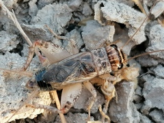 Eumodicogryllus bordigalensis