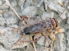 Eumodicogryllus bordigalensis