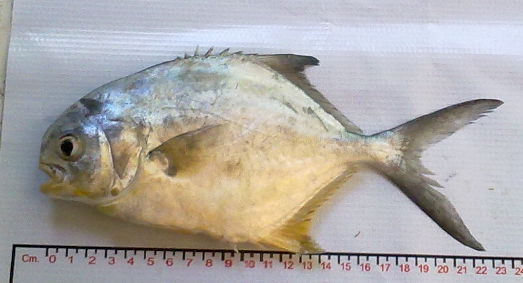 Blackblotch Pompano
