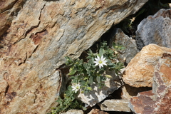 Cerastium pyrenaicum