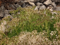 Drypis spinosa jacquiniana