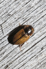 Acanthobodilus immundus