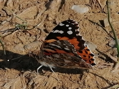 Vanessa cardui