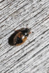 Cercyon unipunctatus