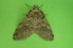 Tephronia lhommaria