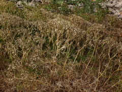 Drypis spinosa jacquiniana