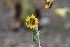 Pyronia cecilia