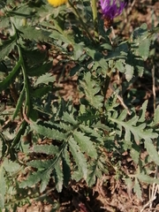 Tanacetum vulgare