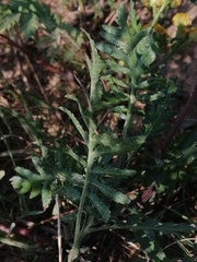 Tanacetum vulgare