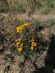 Tanacetum vulgare