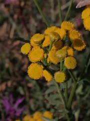 Tanacetum vulgare