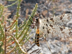 Palpares hispanus