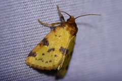 Azenia obtusa
