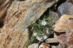 Cerastium pyrenaicum