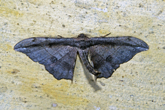 Hyposidra infixaria