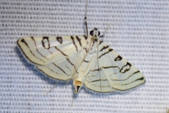 Conchylodes concinnalis