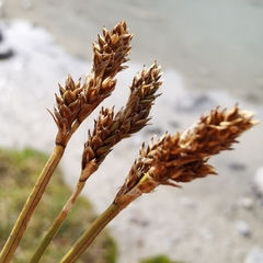 Carex lachenalii
