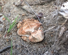 Phrynosoma braconnieri