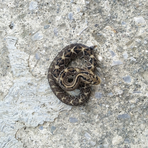 Northwestern Neotropical Rattlesnake