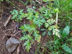 Chaerophyllum villarsii