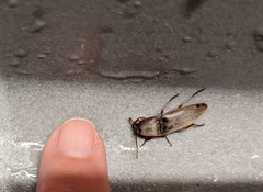 Diplostethus texanus