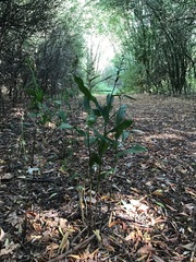 Epipactis helleborine helleborine