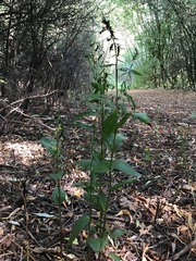 Epipactis helleborine helleborine