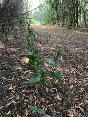 Epipactis helleborine helleborine