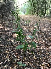 Epipactis helleborine helleborine