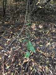 Epipactis helleborine helleborine