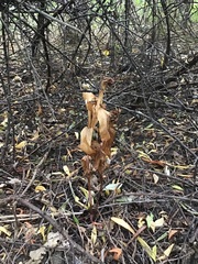 Epipactis helleborine helleborine
