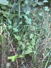 Epipactis helleborine helleborine