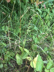 Epipactis helleborine helleborine