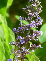 Cornutia pubescens