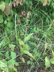 Epipactis helleborine helleborine