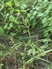 Epipactis helleborine helleborine