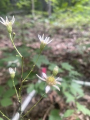 Doellingeria infirma