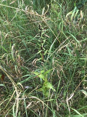 Epipactis helleborine helleborine