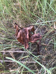 Epipactis helleborine helleborine