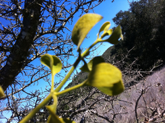 Phoradendron leucarpum tomentosum