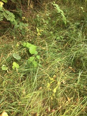 Epipactis helleborine helleborine