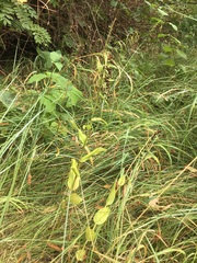 Epipactis helleborine helleborine