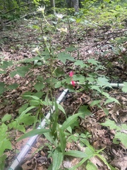 Doellingeria infirma