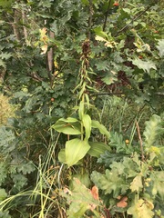 Epipactis helleborine helleborine