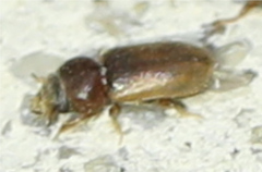 Tropicus pusillus
