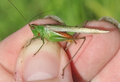 Conocephalus saltator